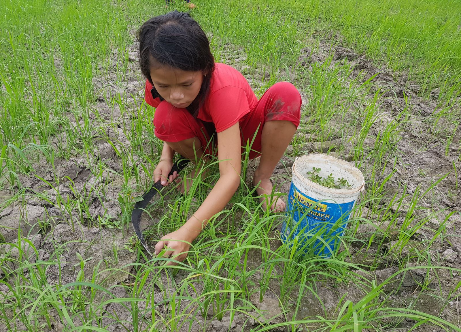 Loại rau dại mọc hoang vạ vật trong ruộng ở Tây Ninh, giàu Saponin, hái lên chưa kịp rửa đã tranh nhau mua - Ảnh 1.