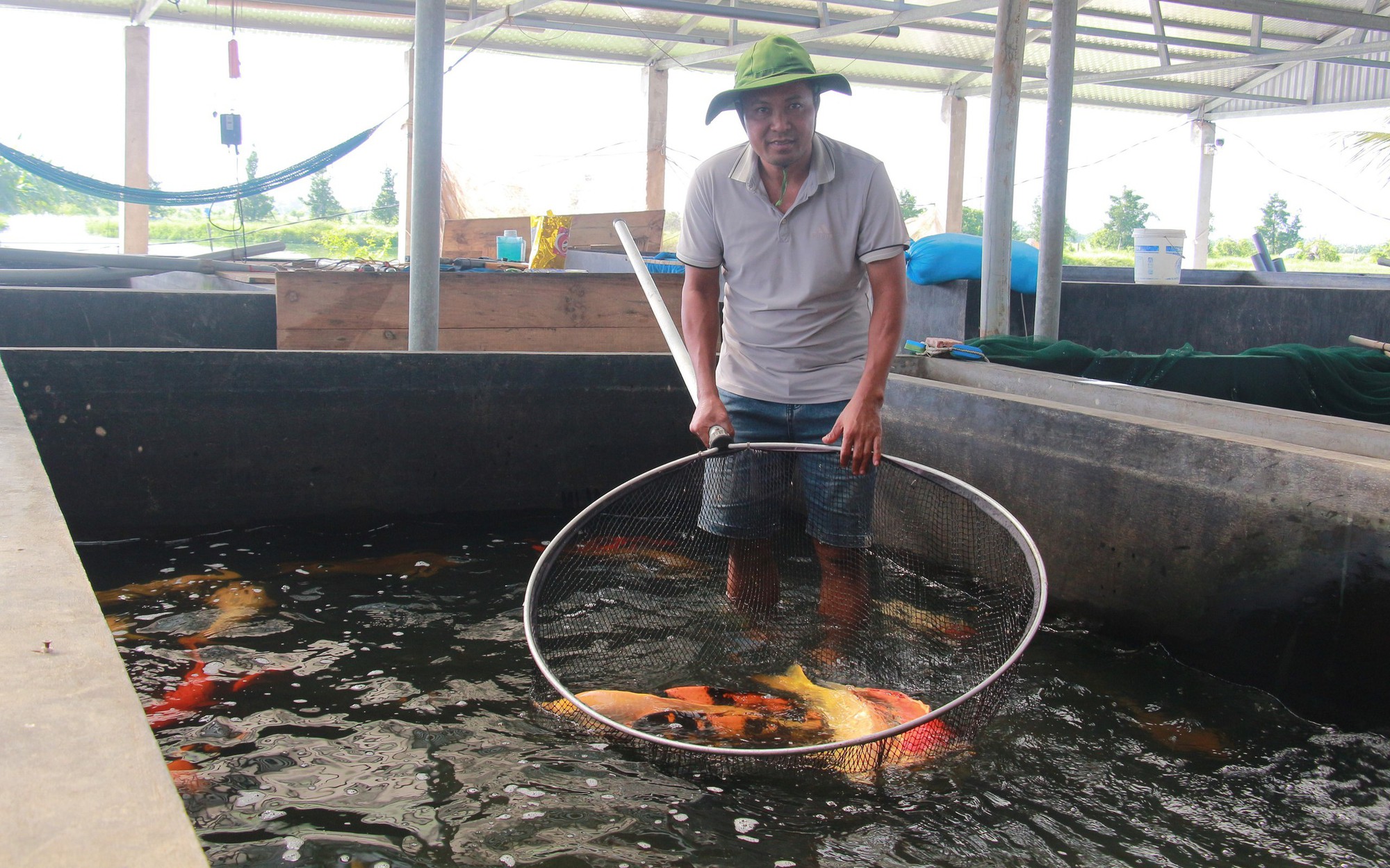 Trồng lúa hữu cơ trên cánh đồng không dấu chân ở Quảng Trị, gạo làm ra đến nhà giàu còn muốn mua - Ảnh 6.