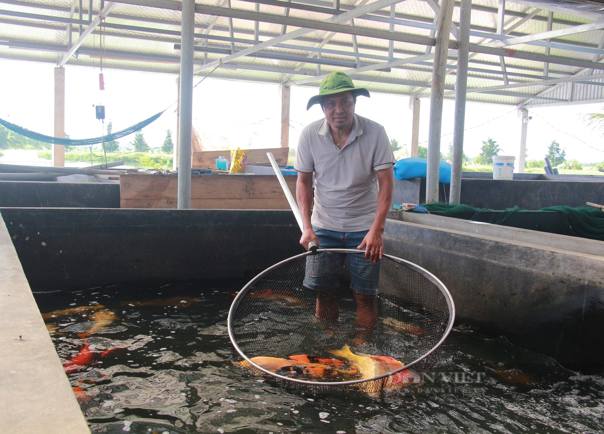 Nuôi loài cá quý như vàng, một HTX ở Nam Định được xếp loại tiêu biểu toàn quốc - Ảnh 1.