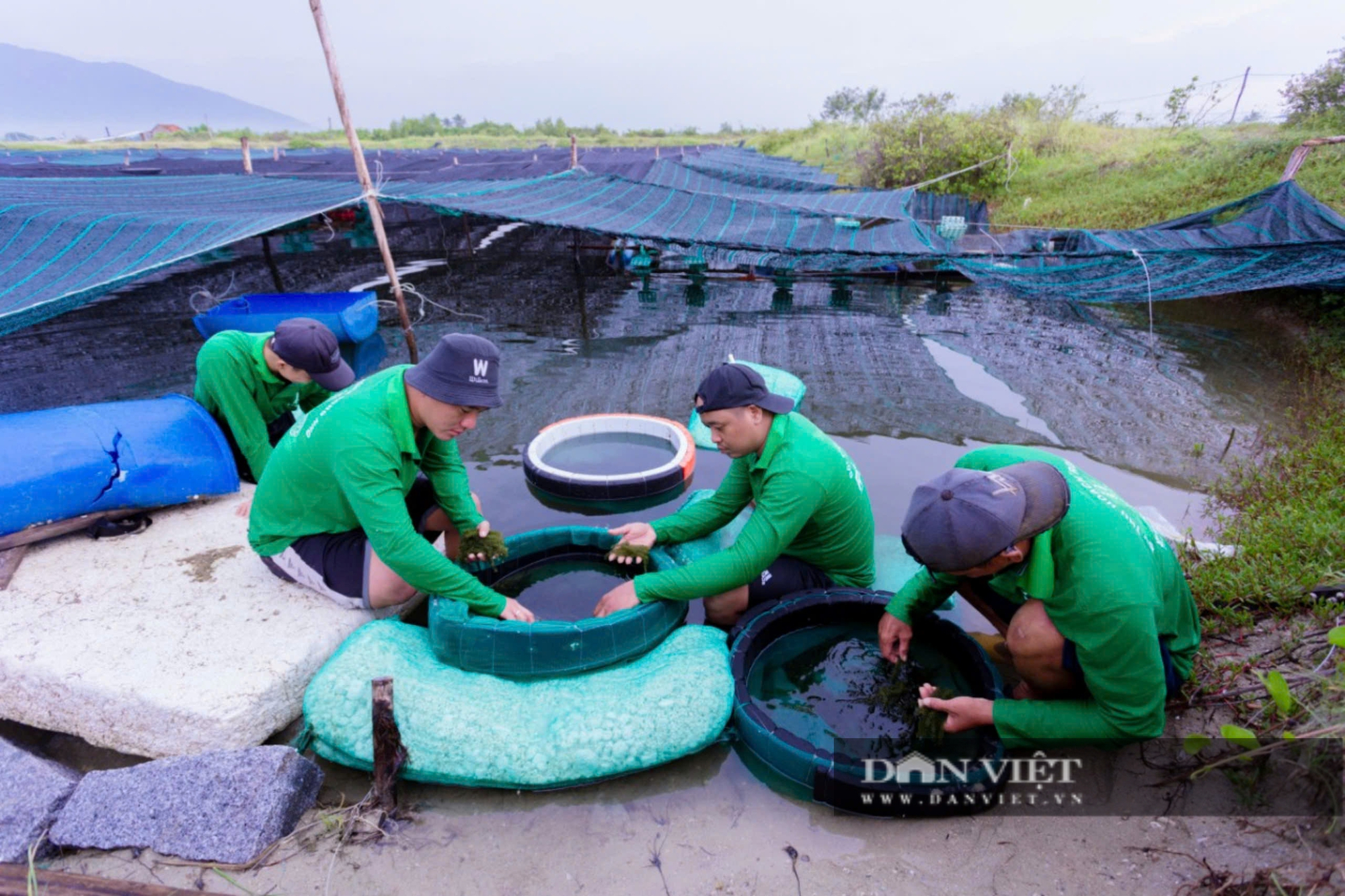 Hành trình bán ngược loài rong nho về nơi sản xuất rong nho ngon nhất thế giới của ông chủ Khánh Hòa - Ảnh 5.