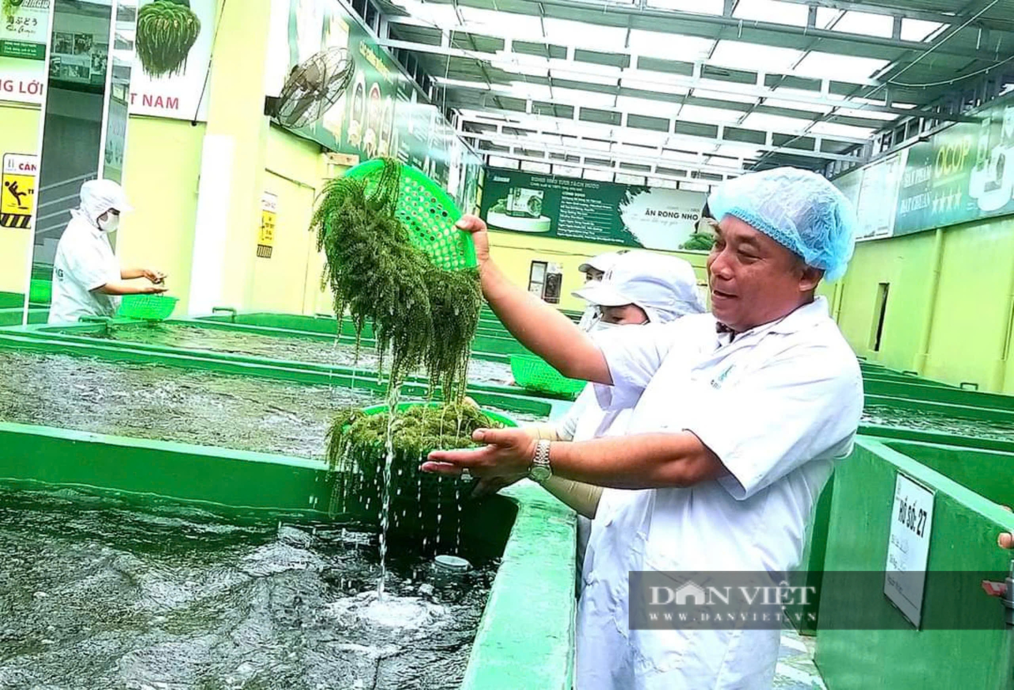 Hành trình bán ngược loài rong nho về nơi sản xuất rong nho ngon nhất thế giới của ông chủ Khánh Hòa - Ảnh 7.