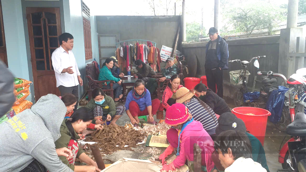 Cho lúa “uống bia, ăn gia vị”, một HTX ở Quảng Trị được biểu dương - Ảnh 3.