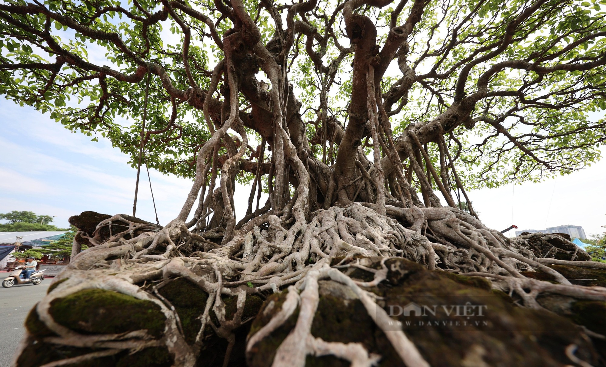 Cây cảnh bonsai đắt nhất Việt Nam là loại cây nào? Có dễ trồng hay không? - Ảnh 4.