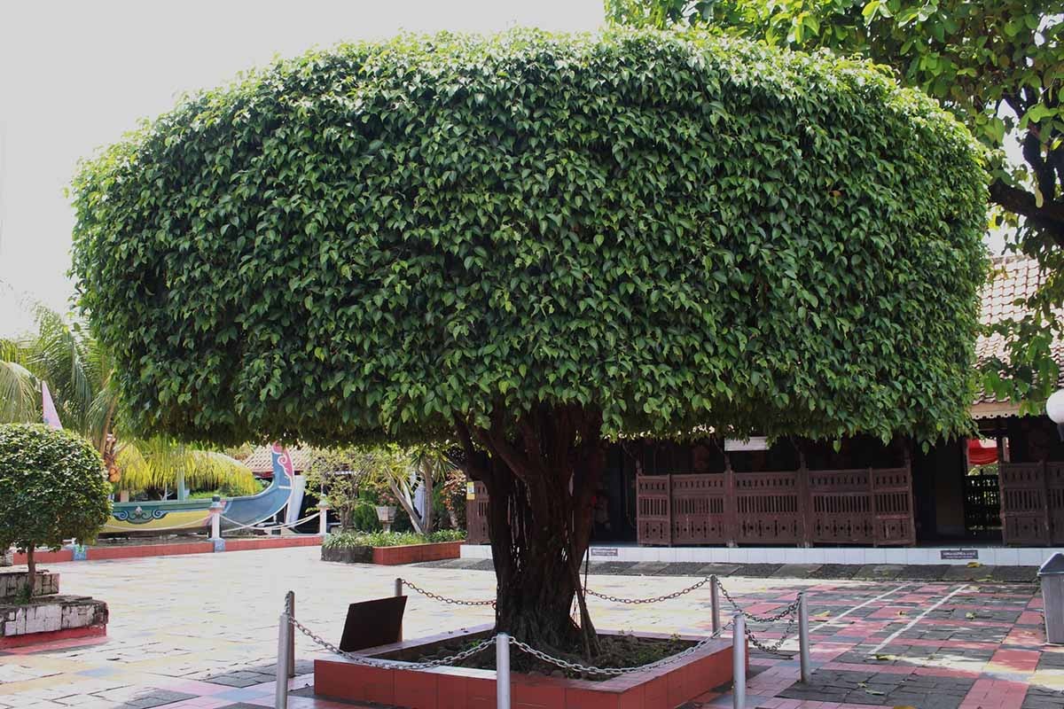 Cây cảnh bonsai đắt nhất Việt Nam là loại cây nào? Có dễ trồng hay không? - Ảnh 5.