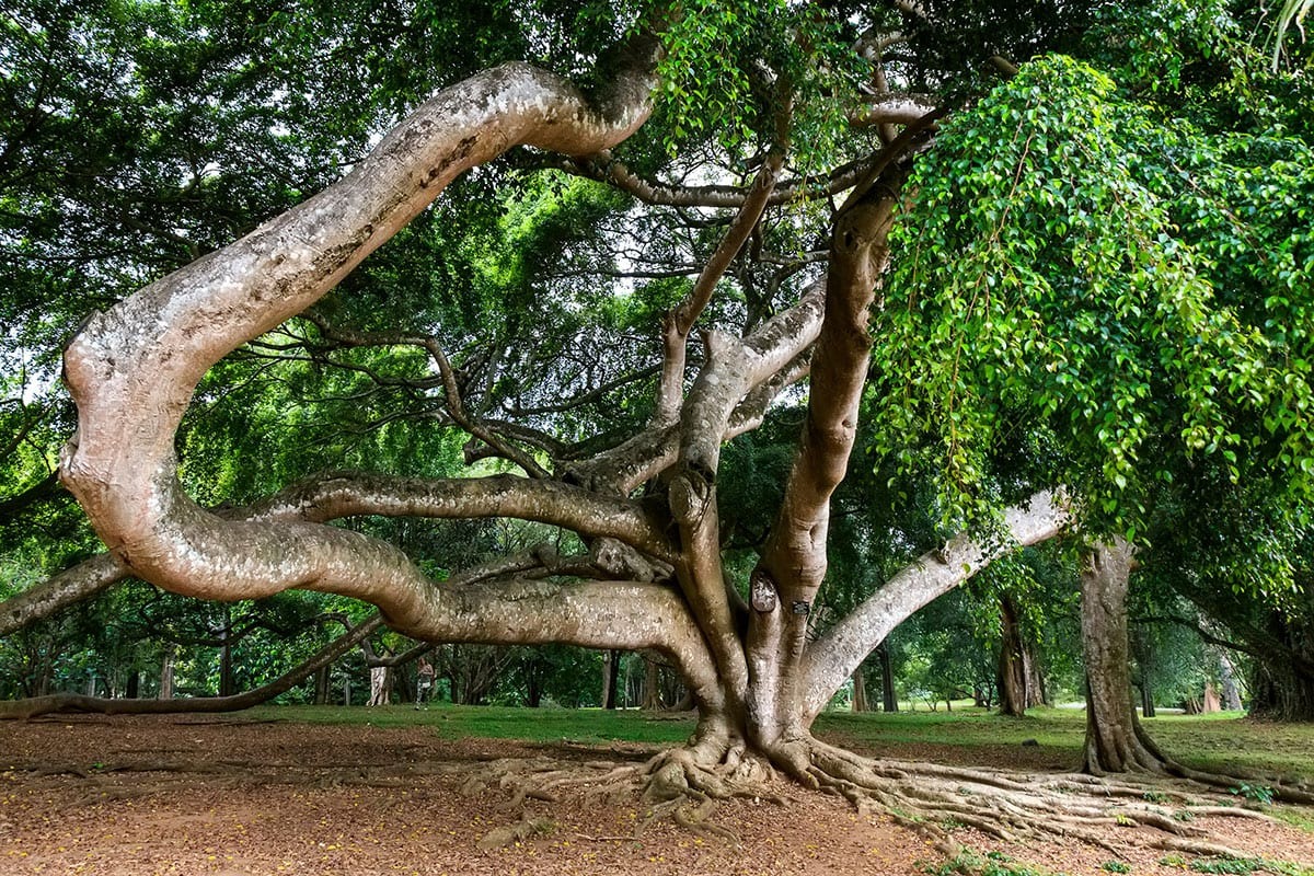 Cây cảnh bonsai đắt nhất Việt Nam là loại cây nào? Có dễ trồng hay không? - Ảnh 8.