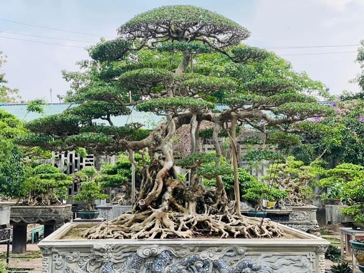 Cây cảnh bonsai đắt nhất Việt Nam là loại cây nào? Có dễ trồng hay không? - Ảnh 3.