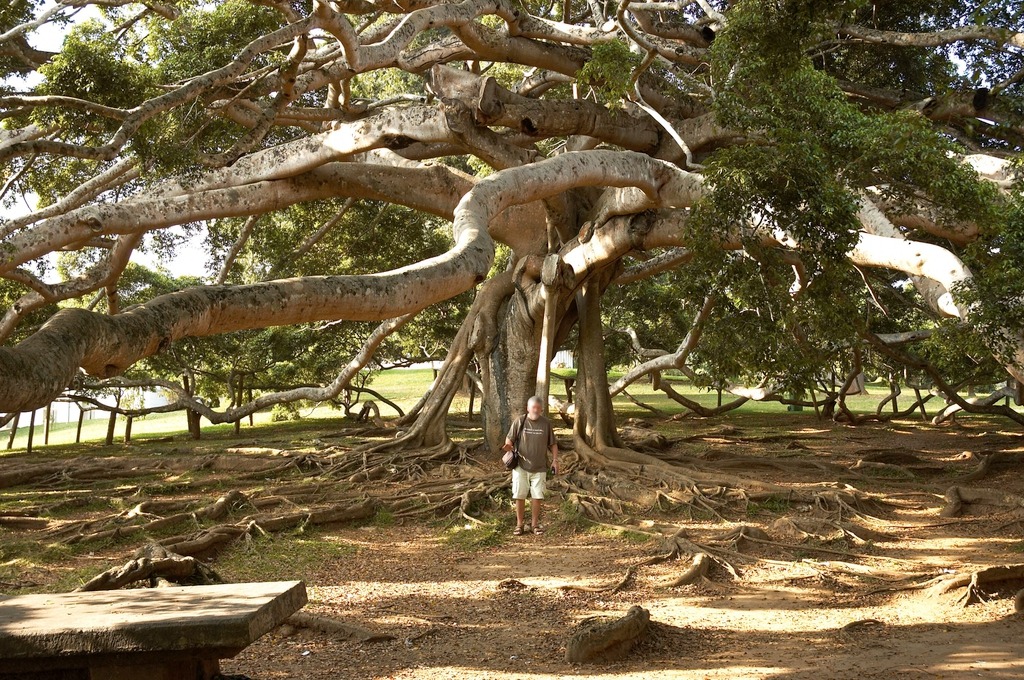 Cây cảnh bonsai đắt nhất Việt Nam là loại cây nào? Có dễ trồng hay không? - Ảnh 24.