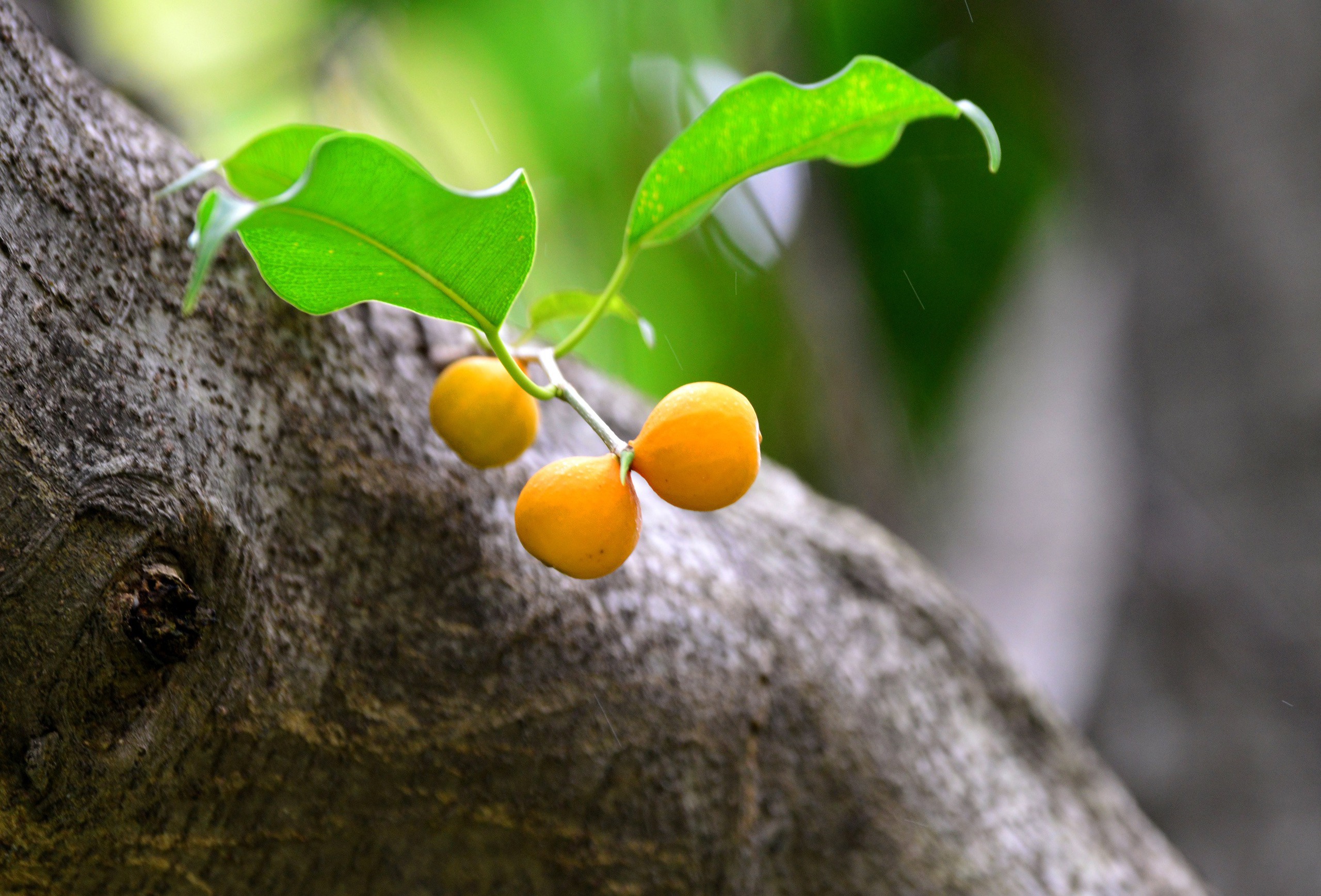 Cây cảnh bonsai đắt nhất Việt Nam là loại cây nào? Có dễ trồng hay không? - Ảnh 20.