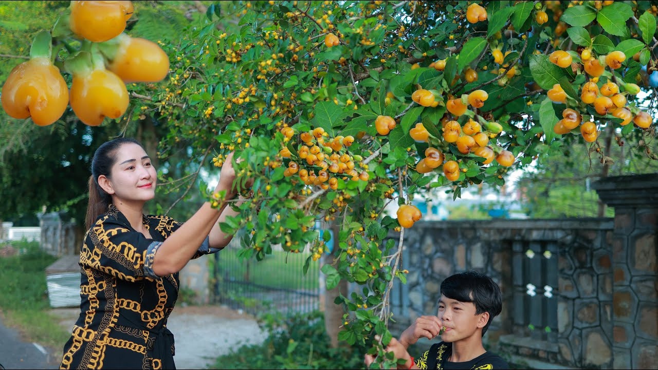 Cây duối đắt nhất Việt Nam độc lạ đến mức nào? Trồng trong nhà trấn nhà, giữ trạch,  - Ảnh 12.