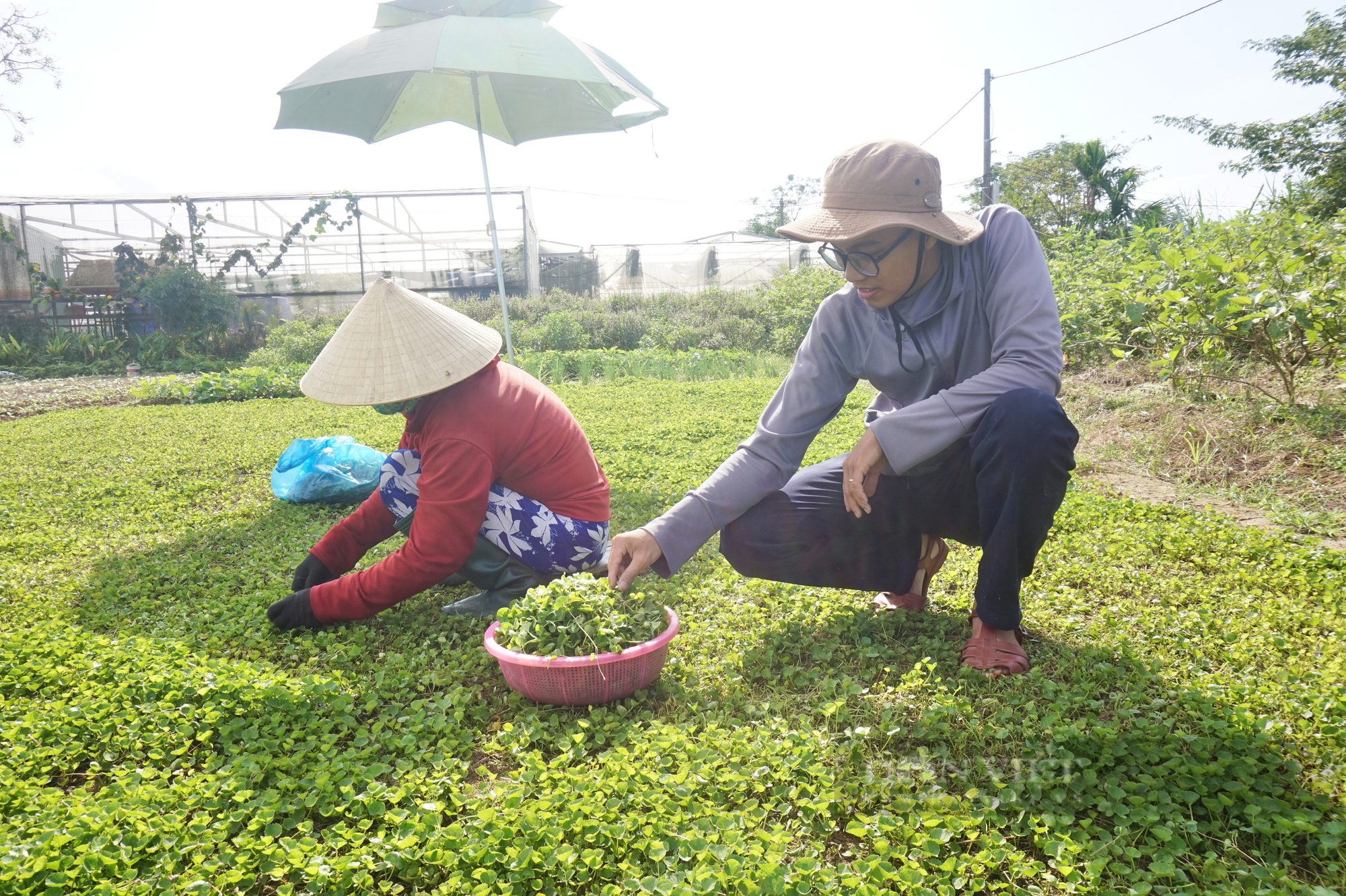 Đà Nẵng: Hợp tác xã rau an toàn Túy Loan đề xuất nguồn vốn vay ưu đãi cho kinh tế tập phát triển bền vững - Ảnh 1.