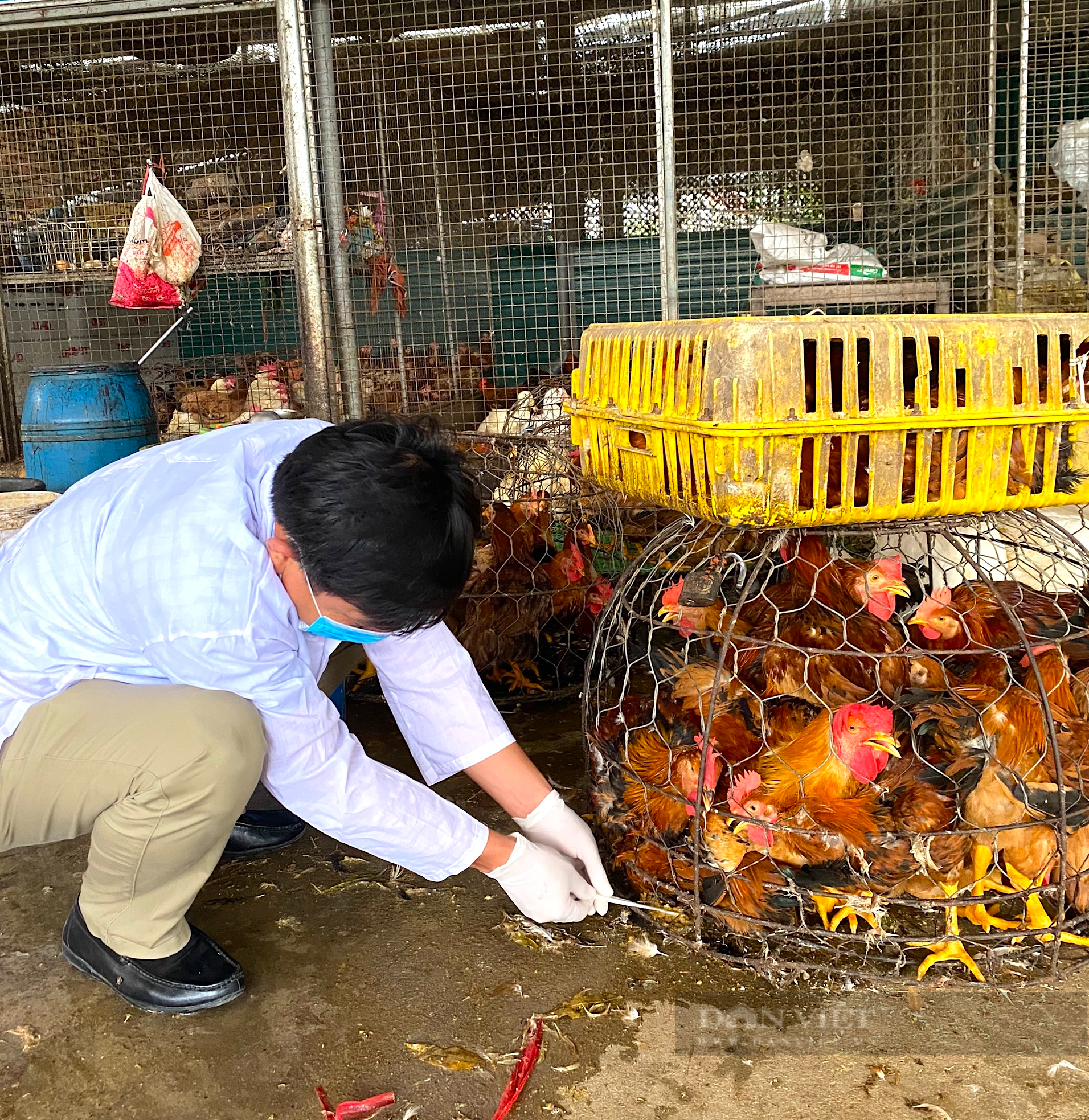 Lấy mẫu giám sát lưu hành bệnh cúm gia cầm: Vệ sĩ thầm lặng bảo vệ người chăn nuôi