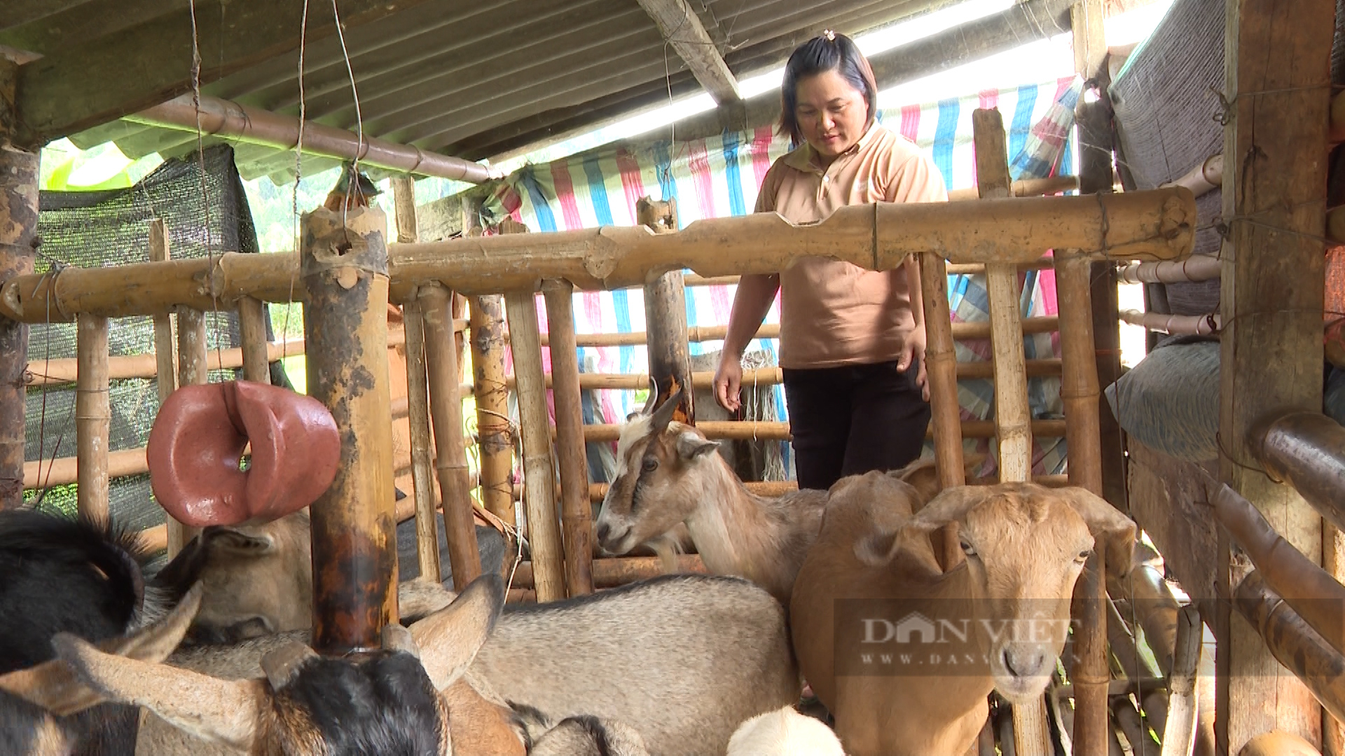 Nuôi dê bán chăn thả - hướng đi nhiều triển vọng ở vùng đồng bào dân tộc thiểu số tại Bắc Kạn- Ảnh 2.