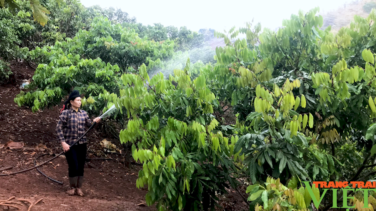 Nông dân Yên Châu tập trung chăm sóc tốt các loại cây ăn quả để có một vụ năng xuất - Ảnh 1.