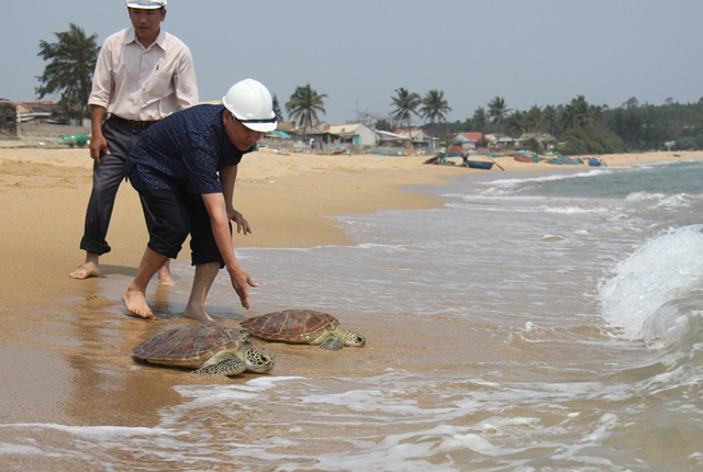 Quảng Ngãi thực hiện thủ tục để thả về rừng 10 cá thể động vật quý hiếm còn sống - Ảnh 4.