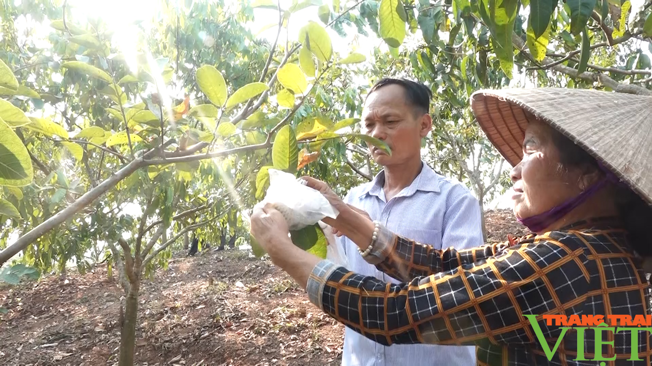 Nông dân Yên Châu tập trung chăm sóc tốt các loại cây ăn quả để có một vụ năng xuất - Ảnh 2.