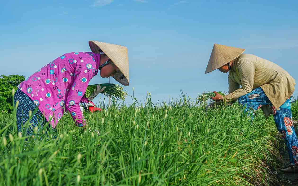 Một HTX ở Thanh Hóa cơ giới hóa, ứng dụng công nghệ cao, ruộng đẹp như phim, dân giàu lên - Ảnh 1.