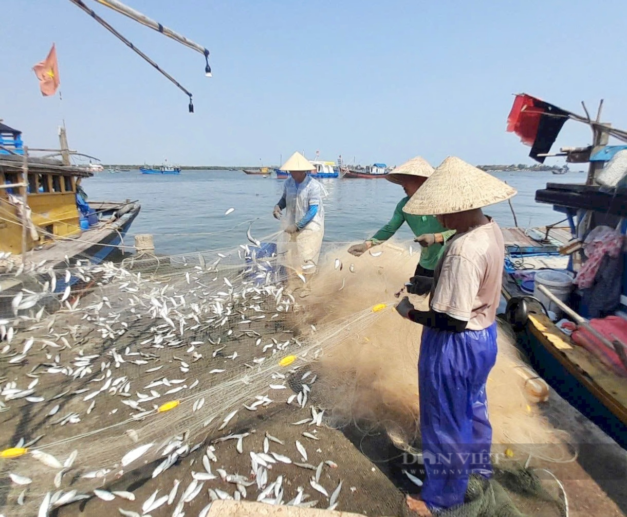 Một Hợp tác xã ở Đà Nẵng chế biến loài cá nhiều xương nhưng giàu dinh dưỡng, giúp ích cộng đồng - Ảnh 2.