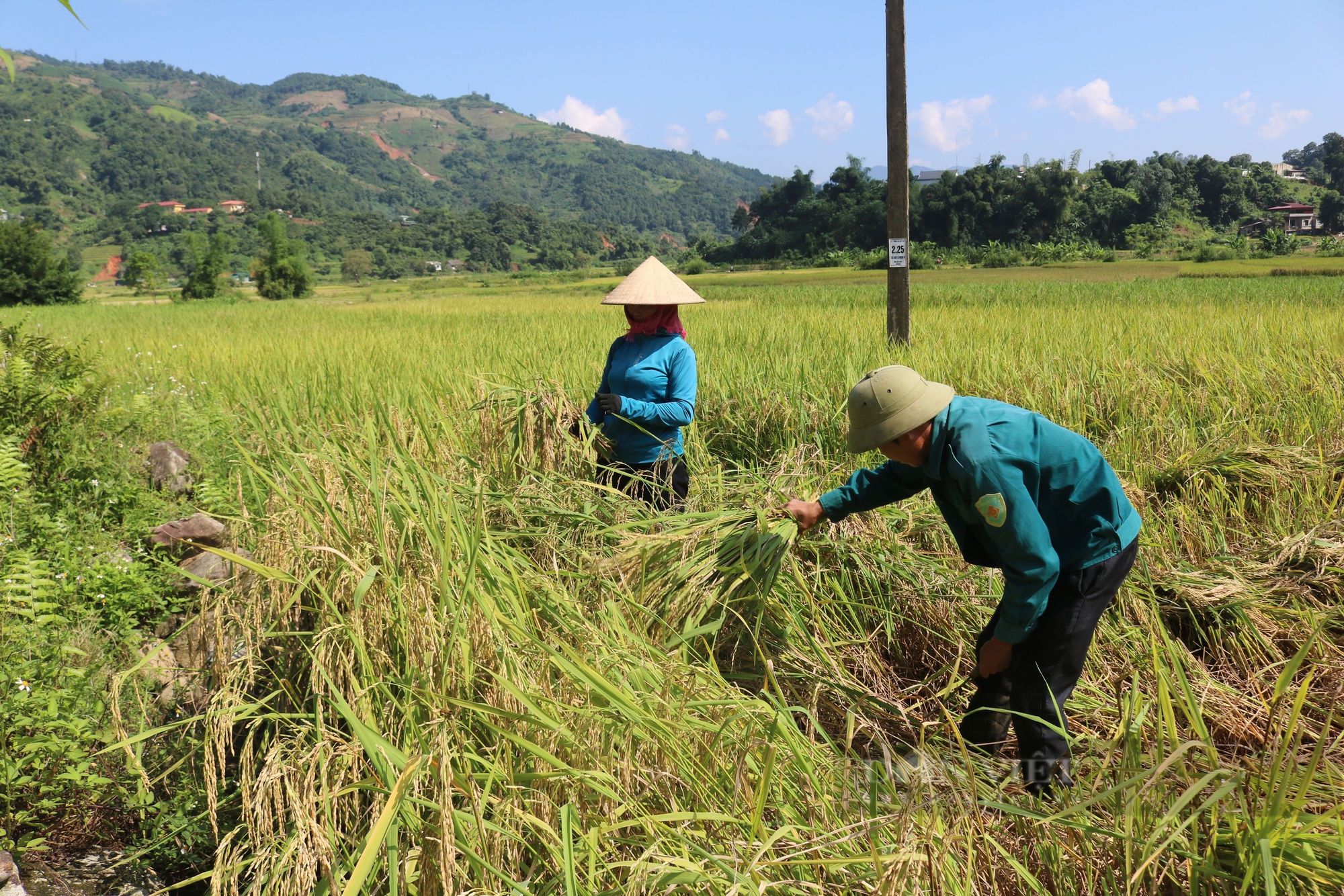 Dẻo, thơm gạo Séng Cù Mường Vi (Lào Cai) - Ảnh 2.