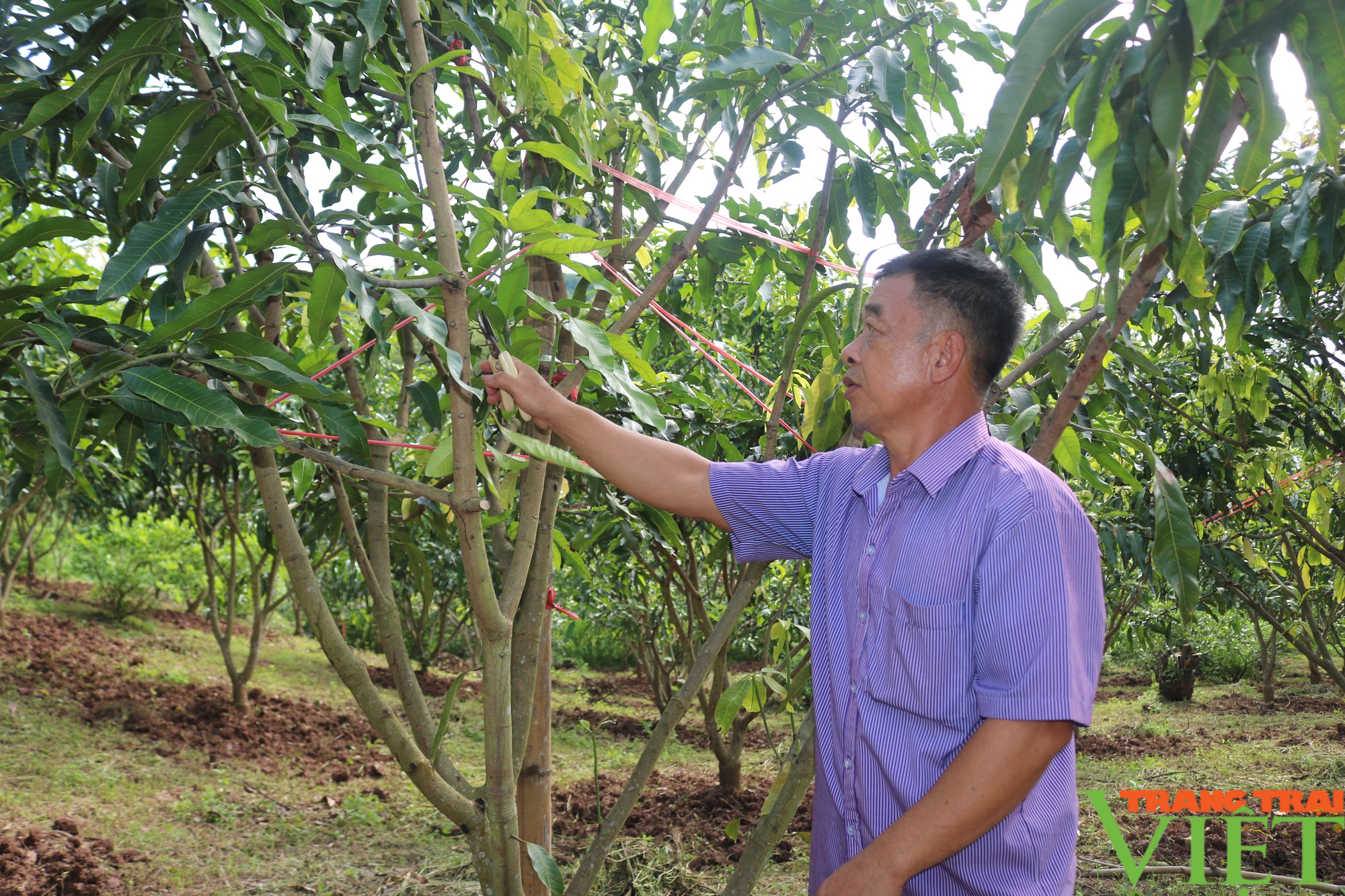 Nông dân Yên Châu tập trung chăm sóc tốt các loại cây ăn quả để có một vụ năng xuất - Ảnh 4.