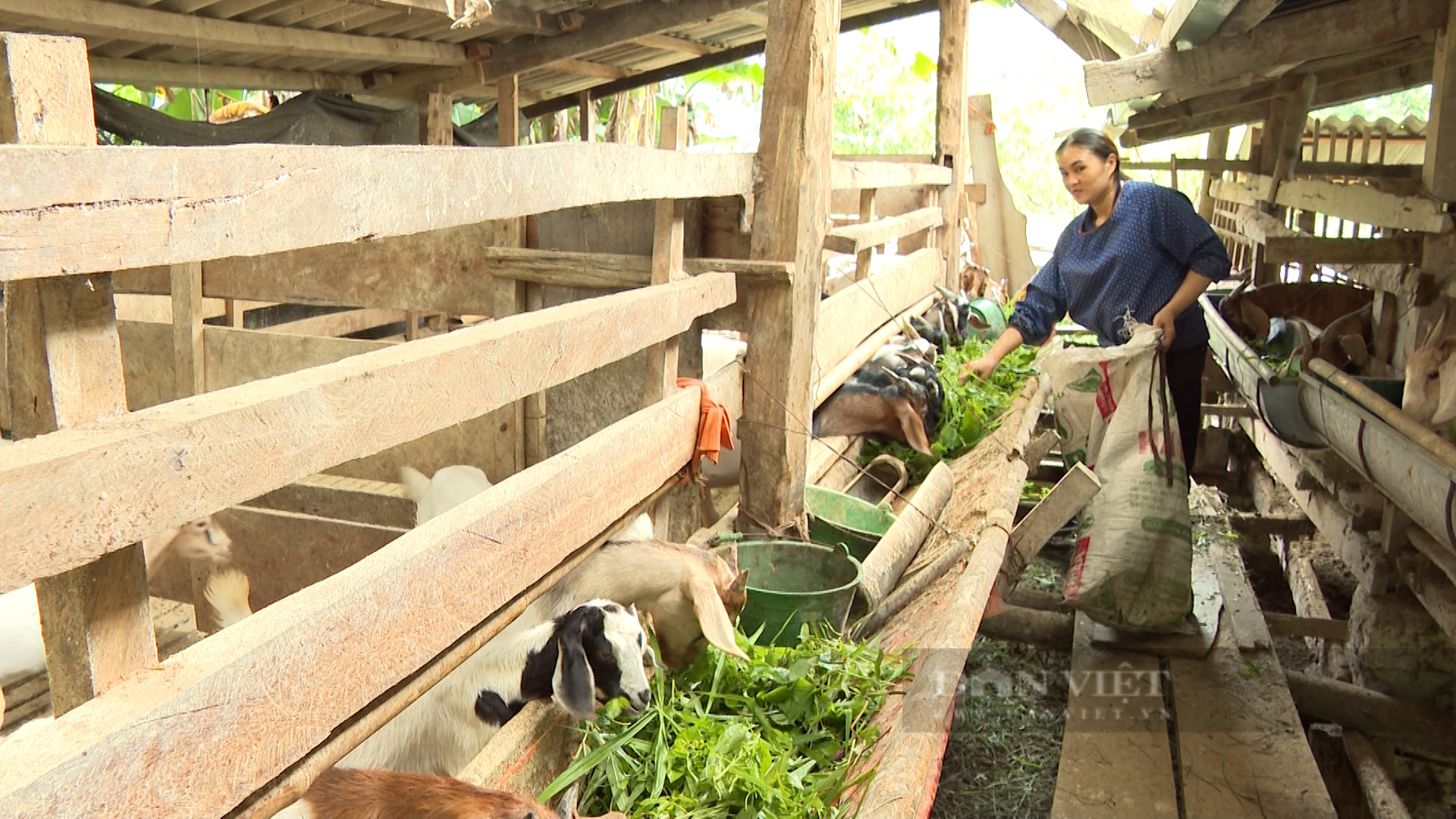 Nuôi dê bán chăn thả - hướng đi nhiều triển vọng ở vùng đồng bào dân tộc thiểu số tại Bắc Kạn- Ảnh 1.