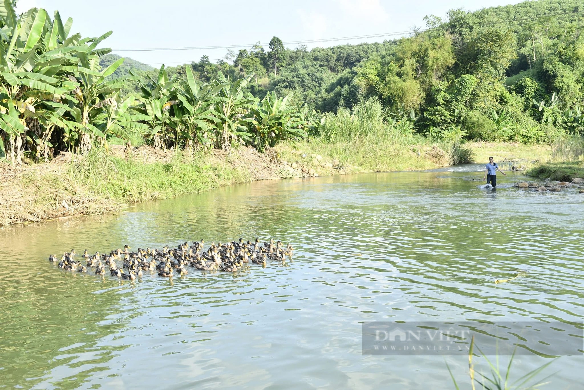 Vịt bầu - Ảnh 2.