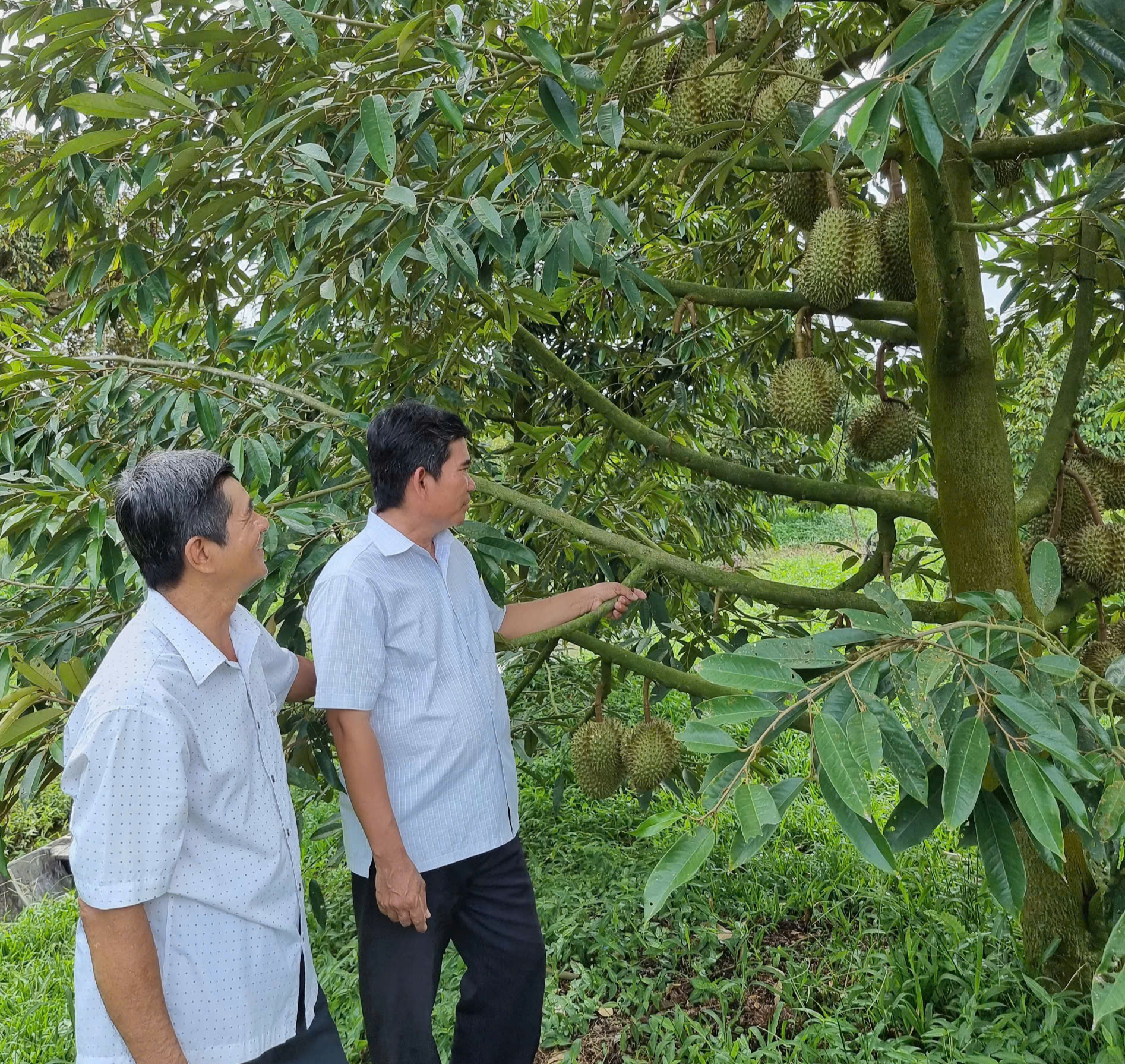 Hợp tác xã tiêu biểu ở TP.Cần Thơ giúp dân làm giàu từ việc trồng sầu riêng và vú sữa - Ảnh 1.