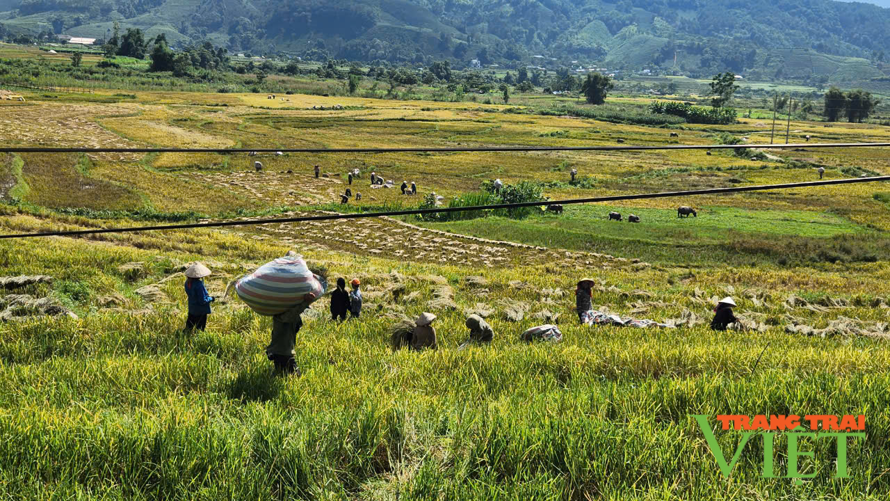 Thắng lợi vụ lúa mùa, nông dân Than Uyên phấn khởi - Ảnh 1.