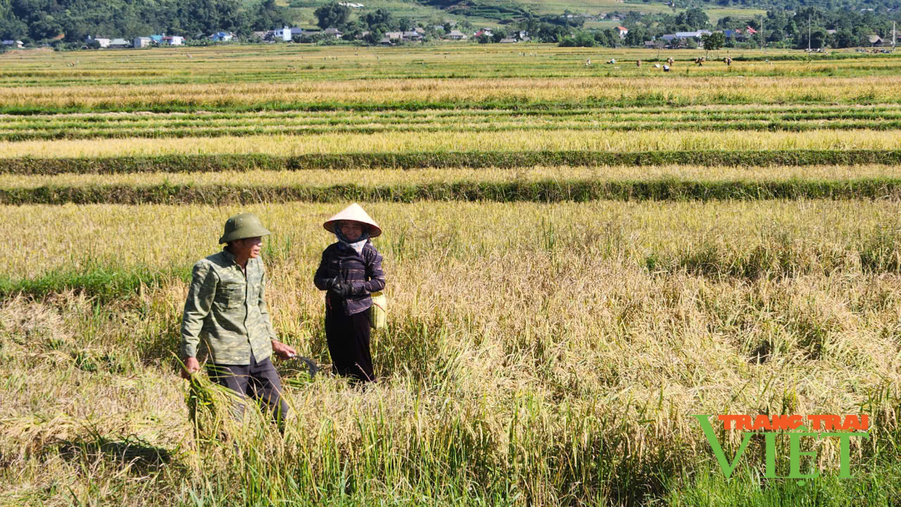 Thắng lợi vụ lúa mùa, nông dân Than Uyên phấn khởi - Ảnh 2.