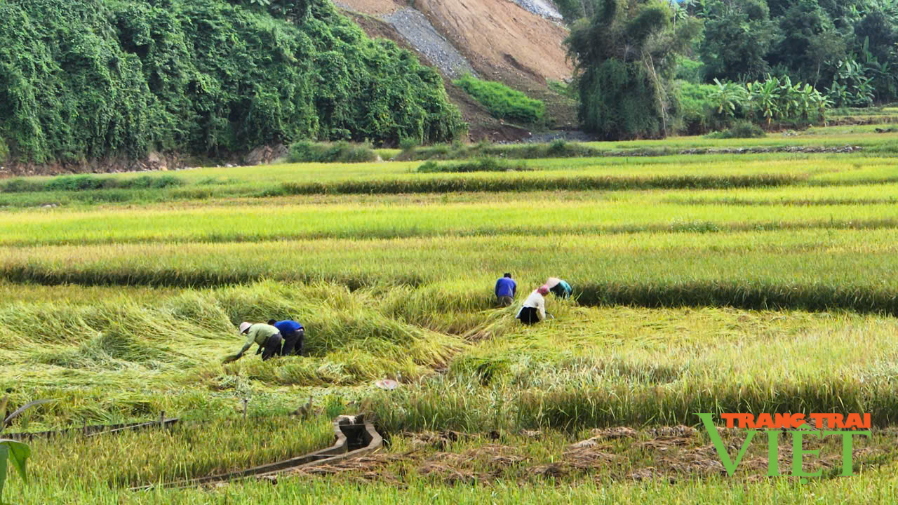 Thắng lợi vụ lúa mùa, nông dân Than Uyên phấn khởi - Ảnh 3.