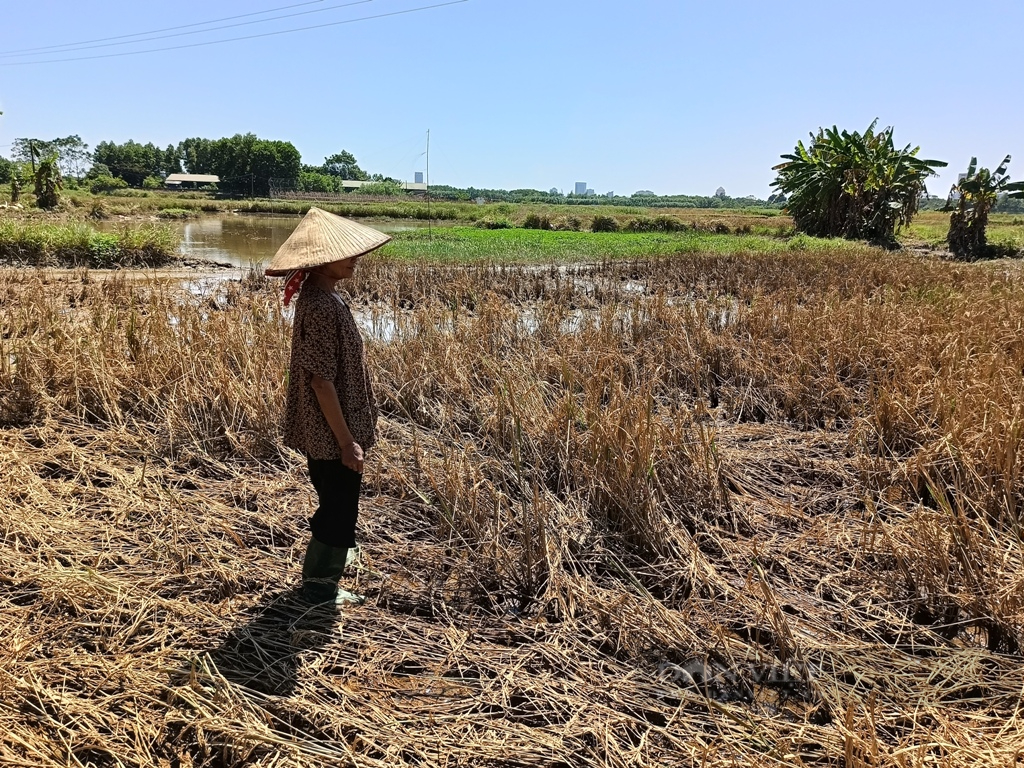 Nông dân thiếu thốn đủ bề, kiệt sức sao bão lũ lịch sử: Xót xa mâm cỗ cúng cơm mới từ.. gạo mầm (Bài 2) - Ảnh 2.