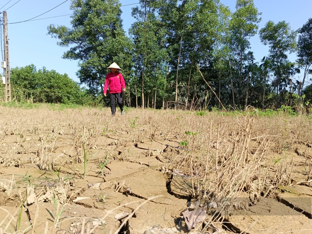 Nông dân thiếu thốn đủ bề, kiệt sức sao bão lũ lịch sử: Xót xa mâm cỗ cúng cơm mới từ.. gạo mầm (Bài 2) - Ảnh 3.