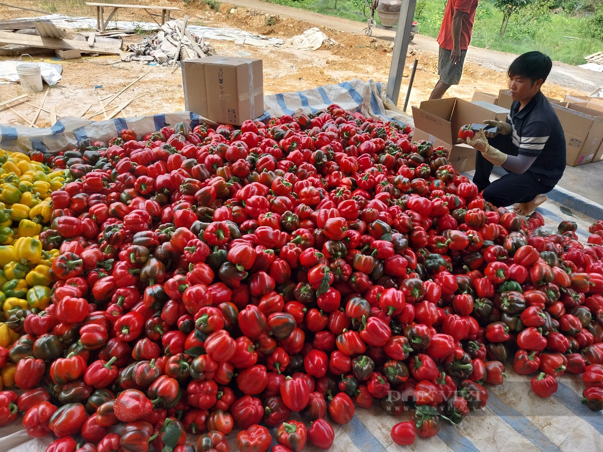 Phó Chủ tịch HND tỉnh Lâm Đồng: Chương trình Tự hào Nông dân Việt Nam khơi dậy khát vọng làm giàu của người dân - Ảnh 3.