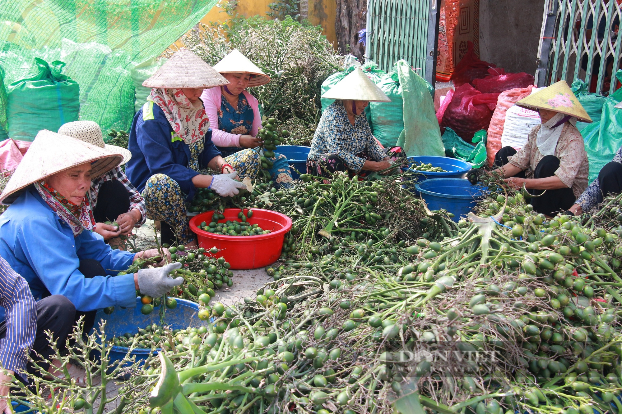 Giá cau tươi tăng chóng mặt, dân trúng lớn, ai nấy đều vui như Tết  - Ảnh 3.