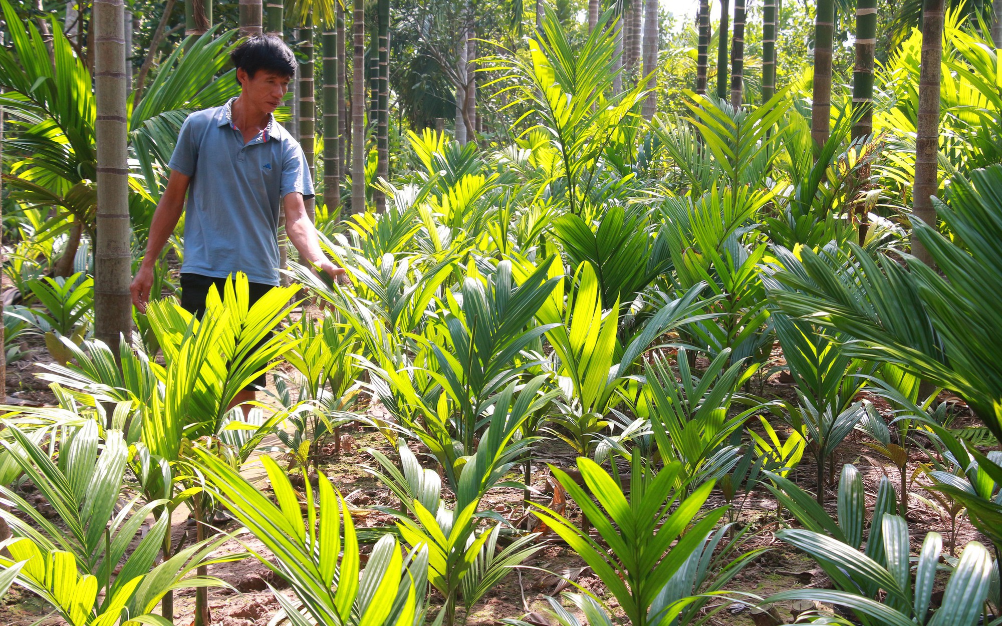 Làng trồng cau nhiều nhất Nam Định, giá cau tươi tăng chóng mặt, dân trúng lớn, ôm cục tiền to - Ảnh 6.