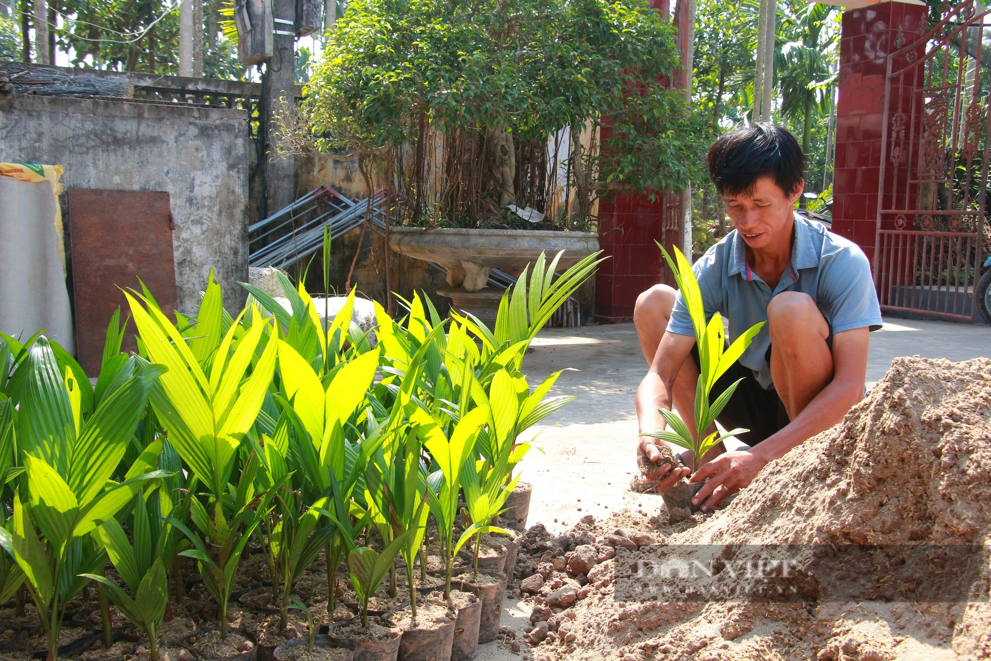 Nghề ươm cau giống lên "ngôi", lò sấy cau phát triển không kém - Ảnh 1.