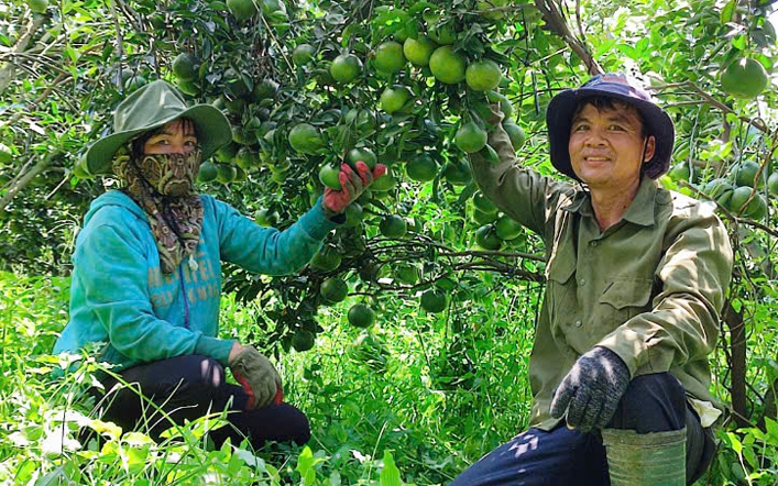 Kiến tạo chuỗi liên kết vững chắc hỗ trợ nông dân Bình Dương từ chương trình hợp tác 6 nhà - Ảnh 2.