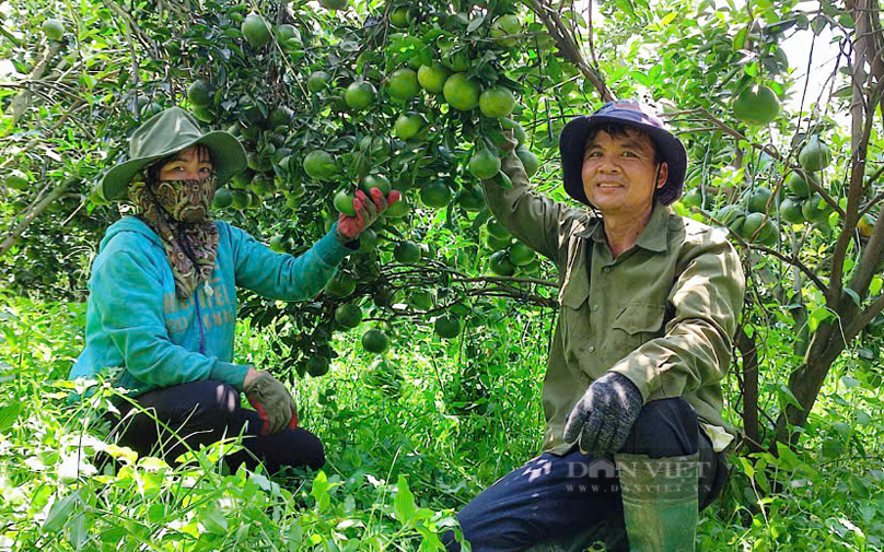 Hội Nông dân Bình Dương: Nhiều cách làm hay hỗ trợ cho hội viên nông dân - Ảnh 1.