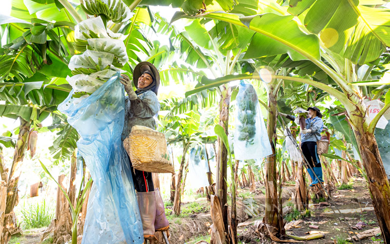 Hội Nông dân Bình Dương: Nhiều cách làm hay hỗ trợ cho hội viên nông dân - Ảnh 5.