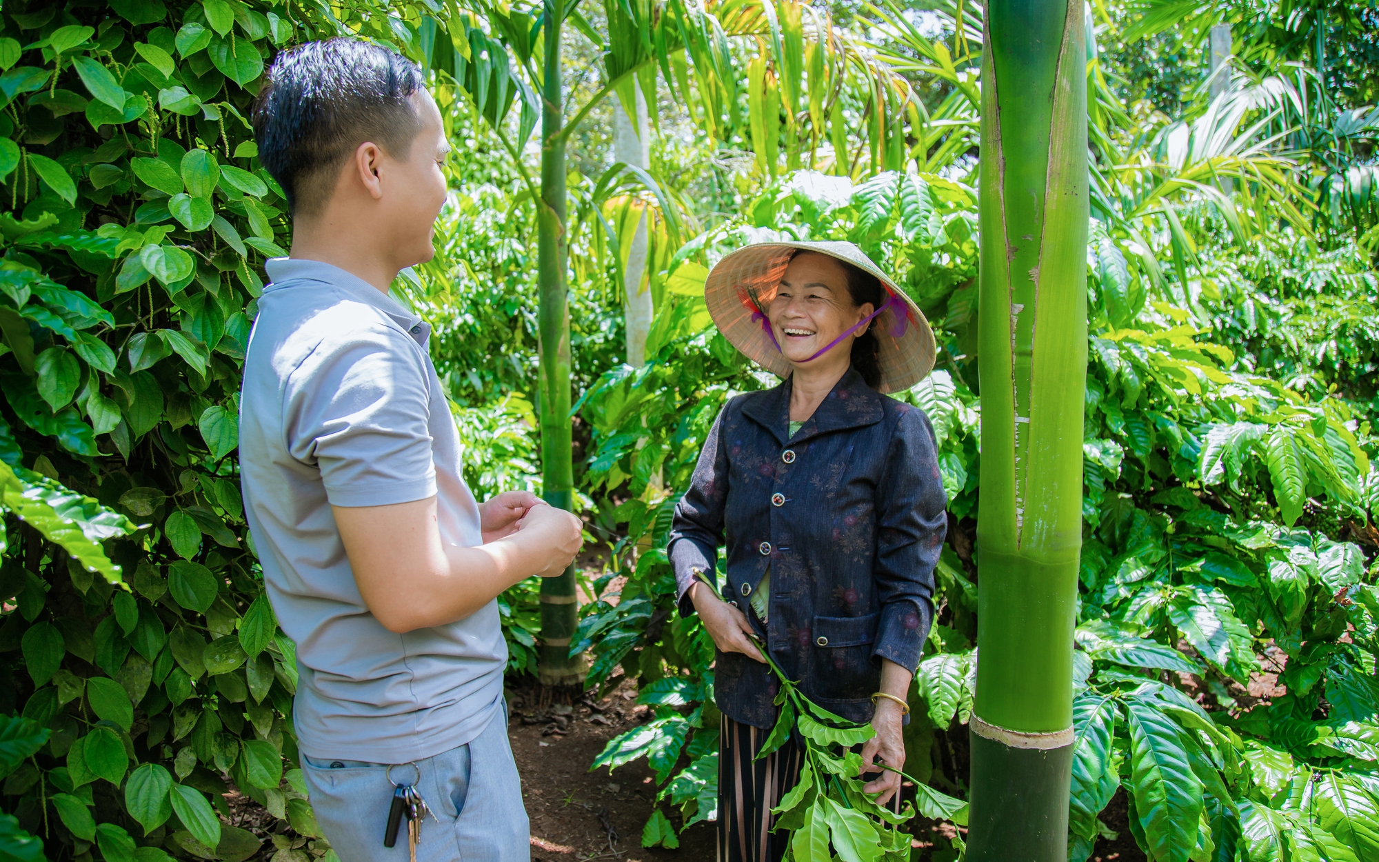 Làng trồng cau nhiều nhất Nam Định, giá cau tươi tăng chóng mặt, dân trúng lớn, ôm cục tiền to - Ảnh 2.