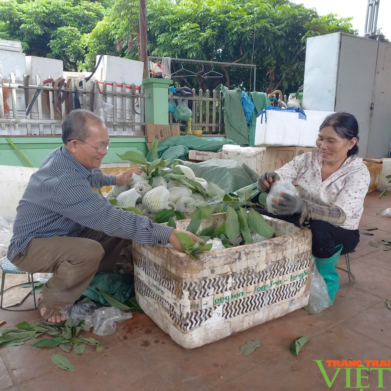 Na Mai Sơn - sản phẩm OCOP 3 sao mang lại thu nhập hàng tỷ đồng cho người nông dân - Ảnh 3.