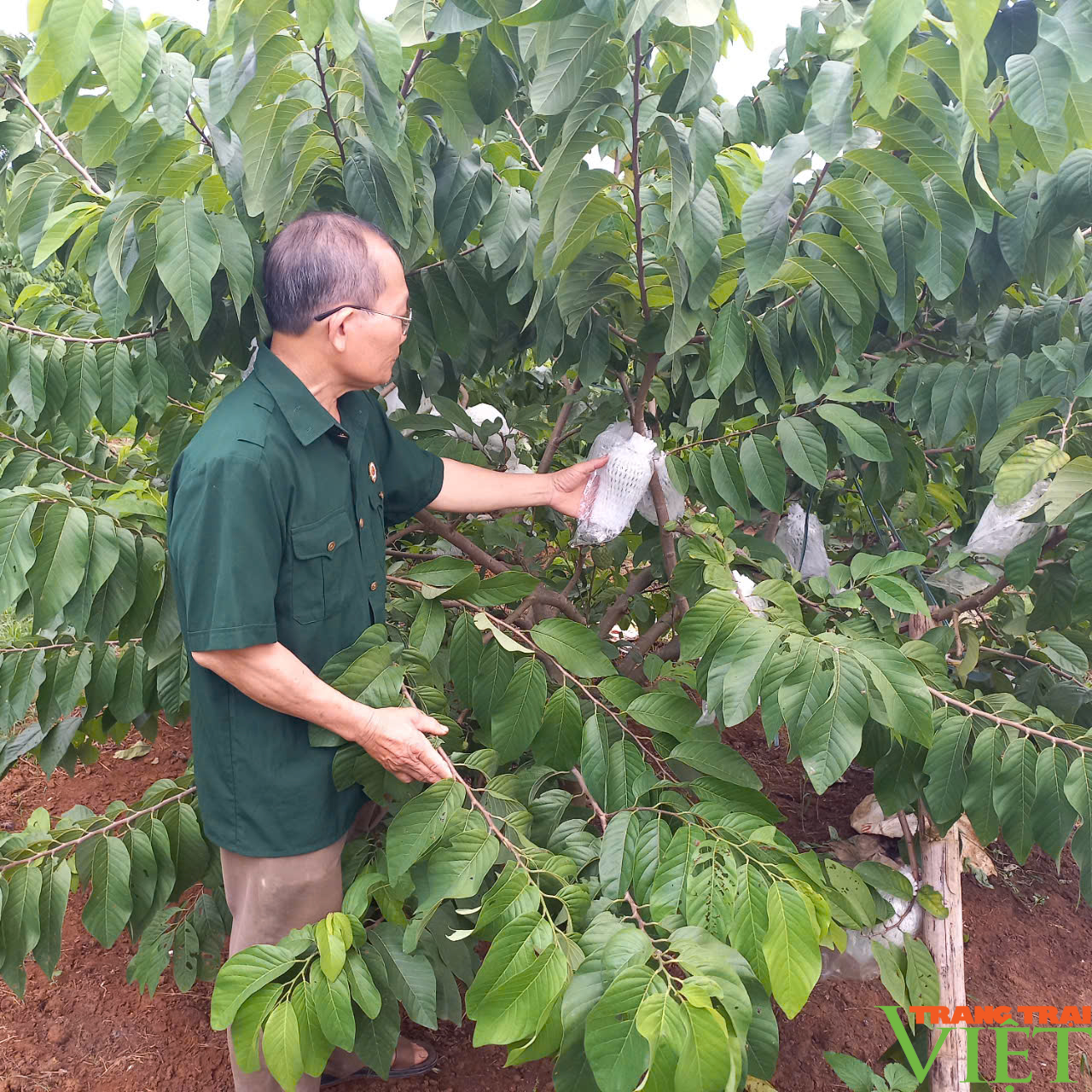 Na Mai Sơn - sản phẩm OCOP 3 sao mang lại thu nhập hàng tỷ đồng cho người nông dân - Ảnh 2.