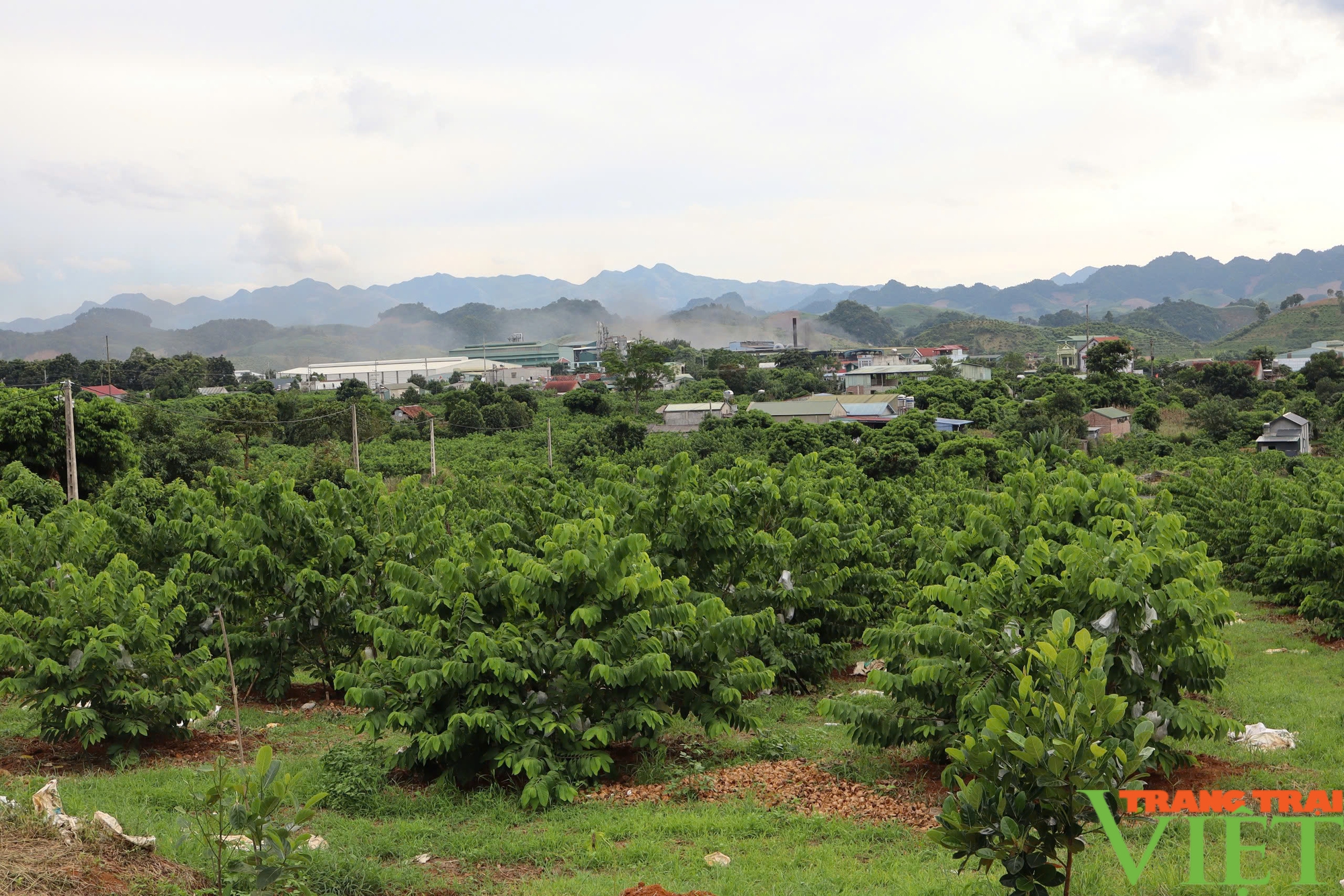 Na Mai Sơn - sản phẩm OCOP 3 sao mang lại thu nhập hàng tỷ đồng cho người nông dân - Ảnh 1.