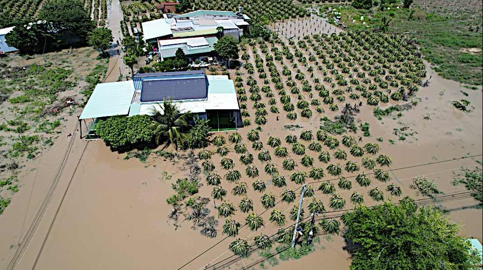 Bình Thuận: Mưa lớn kéo dài, nhiều vườn thanh long lại bị ngập - Ảnh 1.