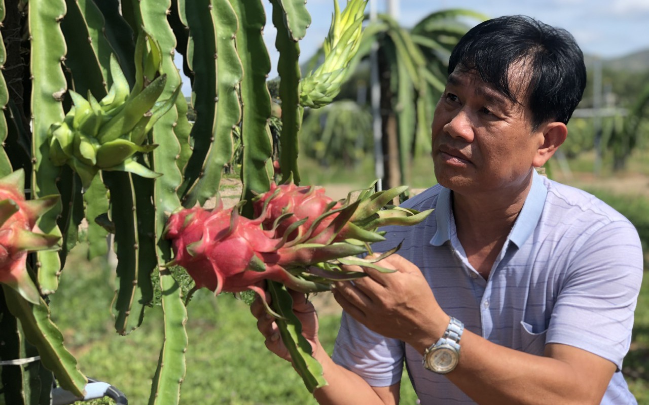 hàng trăm nông dân Bình Thuận vừa đứng ngoài vườn, vừa "lên lớp" học cách chăm sóc cây sầu riêng - Ảnh 2.