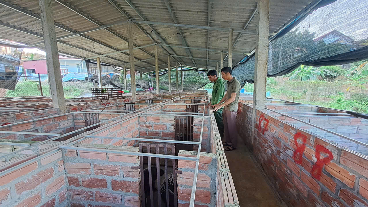 Nuôi loài vật hoang dã, lông nhọn hoắt như tên, chỉ ăn rau củ quả một nông dân Yên Bái thu lãi lớn - Ảnh 7.