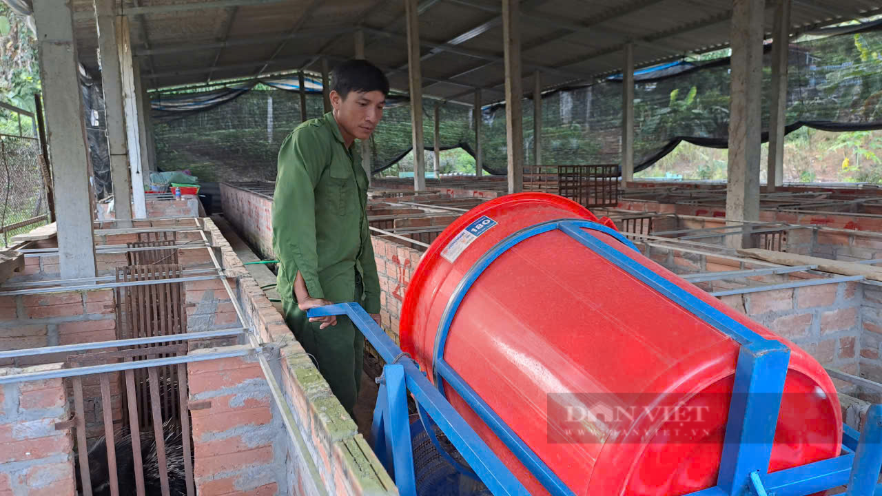 Nuôi loài vật hoang dã, lông nhọn hoắt như tên, chỉ ăn rau củ quả một nông dân Yên Bái thu lãi lớn - Ảnh 1.