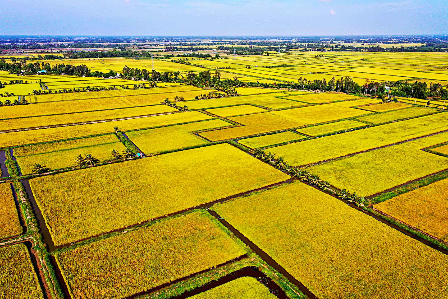 Đi tìm nghìn lẻ một cách làm giàu của nông dân: Vùng đồng bằng sông Cửu Long (Bài cuối) - Ảnh 2.