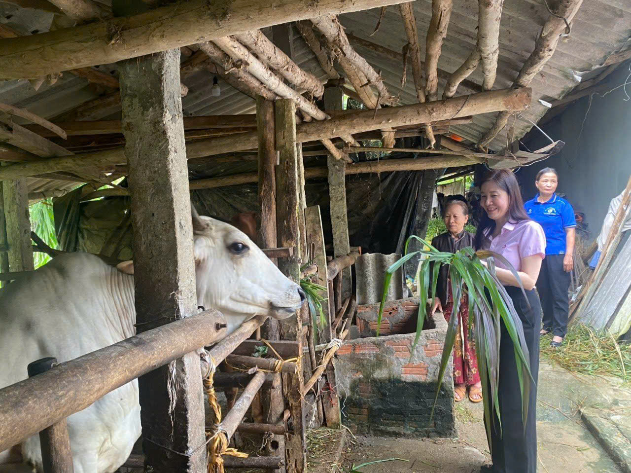 Tín dụng chính sách "trợ lực" giúp người dân Quảng Ngãi giảm nghèo nhanh và bền vững - Ảnh 5.