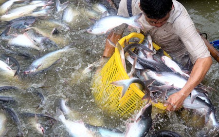 Đầu nguồn sông Tiền nước đỏ như son, mùa nước nổi Đồng Tháp la liệt cá ngon, cá nhân sâm bán - Ảnh 4.