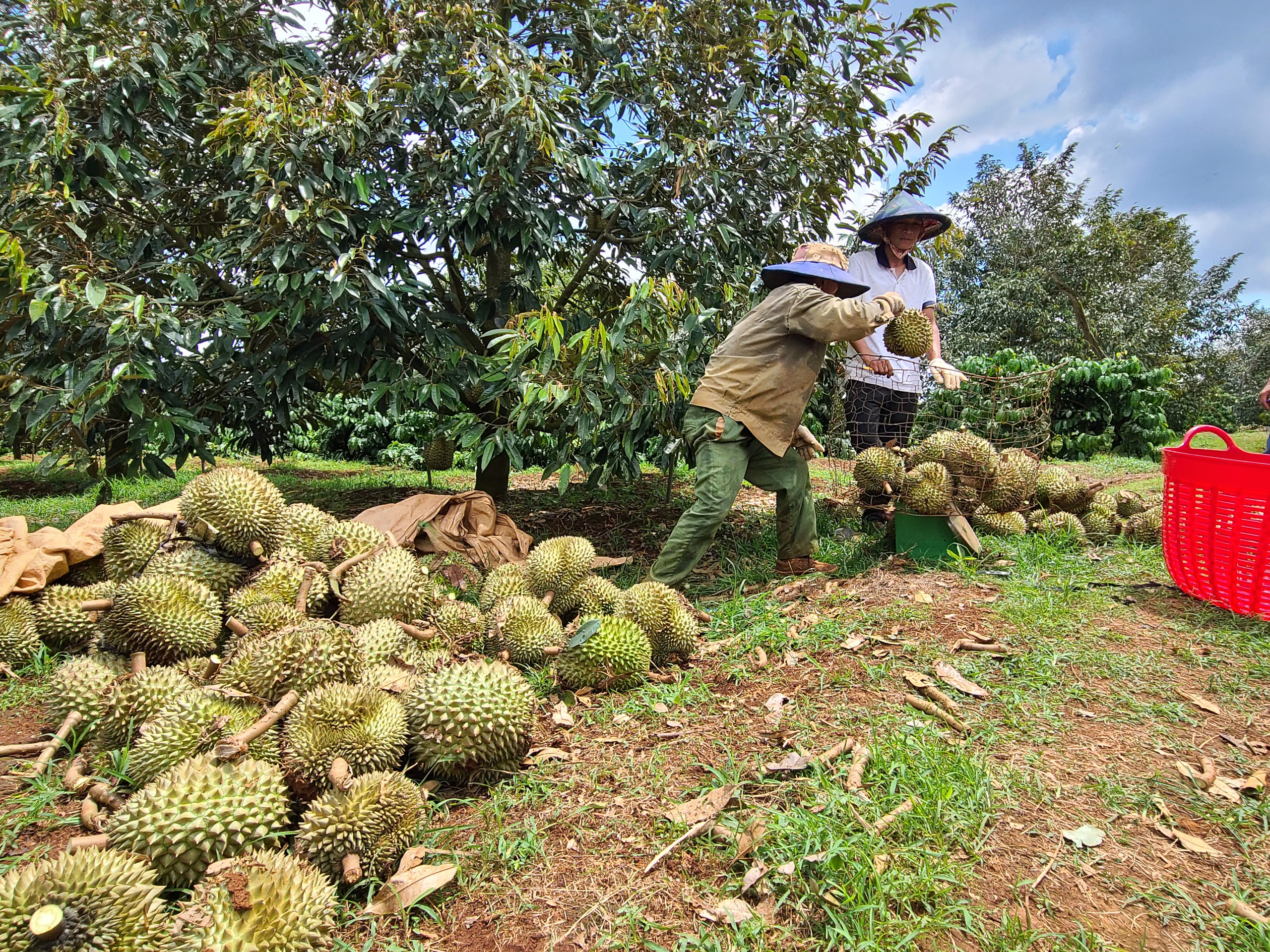 Cây sầu riêng tăng trưởng "nóng", cần xây dựng chuỗi liên kết bền vững - Ảnh 2.